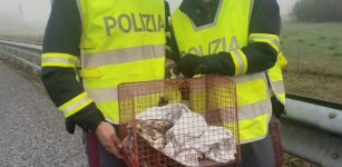 Rapace ferito viene salvato in autostrada dai poliziotti monregalesi La Guida - Rapace ferito viene salvato in autostrada dai poliziotti monregalesi