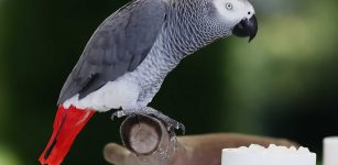 La Guida - Il pappagallino e la guardia zoofila di Cuneo condannata per falso