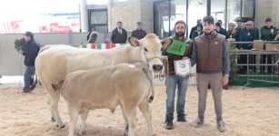 La Guida - Cuneo, a novembre la 41a Mostra nazionale della razza piemontese