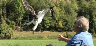 Cras Bernezzo, liberati un biancone e quattro allocchi La Guida - Cras Bernezzo, liberati un biancone e quattro allocchi