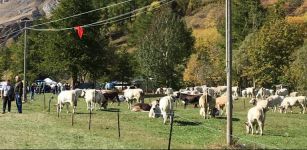 La Guida - A Bellino è grande festa per la tradizionale “Fiero dei Des”