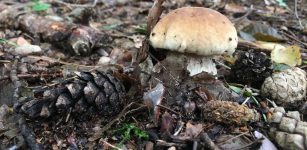 La Guida - Funghi è boom nel Cuneese grazie ai terreni umidi e il sole caldo