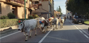 La Guida - Busca, transumanza in centro città