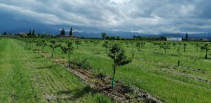 La Guida - E ora nel cuneese si coltivano anche le mandorle
