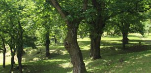 La Guida - Un ciclo di incontri sulla castanicoltura