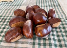 La Guida - Niente più mercato delle castagne a Caraglio