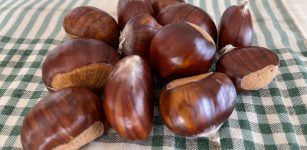 La Guida - Niente più mercato delle castagne a Caraglio
