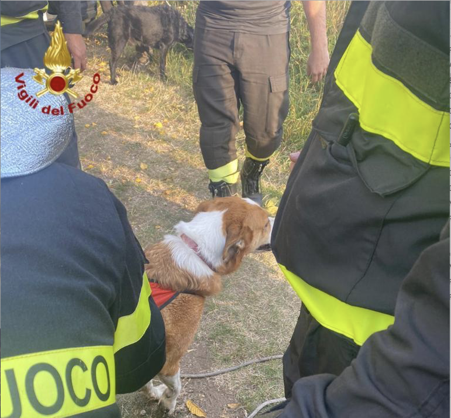 Cane recuperato a Dronero