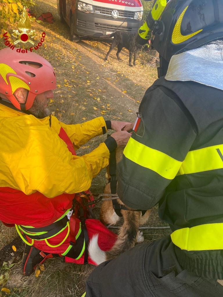 Cane recuperato a Dronero