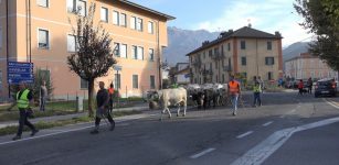 La Guida - Si è conclusa la stagione dell’alpeggio  dai pascoli alti della Bisalta