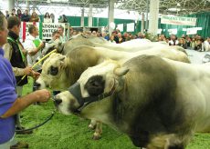 La Guida - Confermato l’appuntamento con la Mostra Regionale Zootecnica di Quaresima