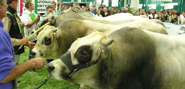 La Guida - Confermato l’appuntamento con la Mostra Regionale Zootecnica di Quaresima