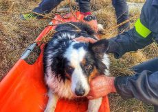 La Guida - Vigili del fuoco salvano un cane in una borgata di Ostana