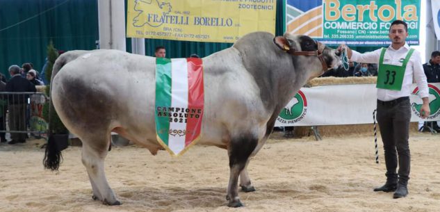 La Guida - Piemontese, i capi e gli allevatori premiati alla Mostra nazionale