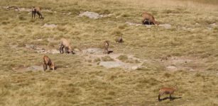 La Guida - Nel Parco Alpi Marittime ci sono 2.654 camosci