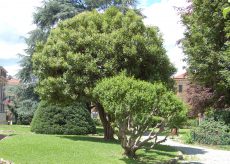 La Guida - Un albero ai Giardini Fresia per celebrare la giornata nazionale degli alberi