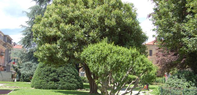 La Guida - Un albero ai Giardini Fresia per celebrare la giornata nazionale degli alberi