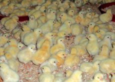 La Guida - Allevamenti avicoli e influenza aviaria, se ne parla a Cuneo