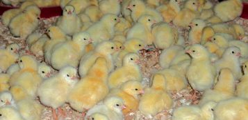 La Guida - Allevamenti avicoli e influenza aviaria, se ne parla a Cuneo