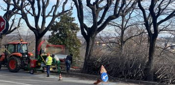 La Guida - Potatura degli alberi in corso Giovanni XXIII