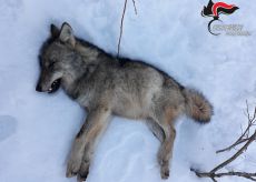 La Guida - Individuato il bracconiere che uccise un giovane lupo (video)