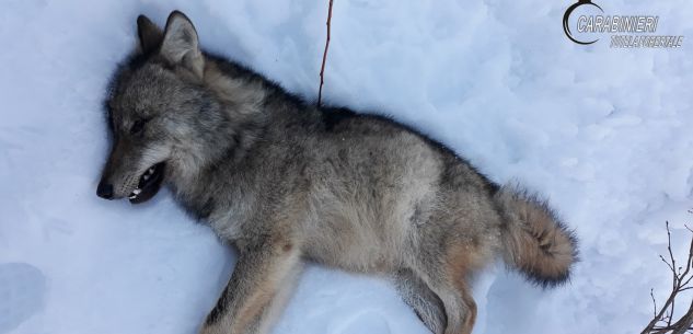 La Guida - Individuato il bracconiere che uccise un giovane lupo (video)