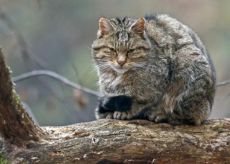 La Guida - La presenza del gatto selvatico in Granda e in Piemonte