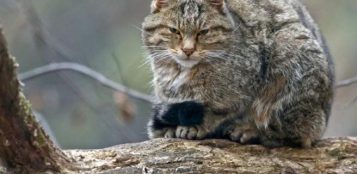 La Guida - La presenza del gatto selvatico in Granda e in Piemonte