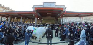 Fiera del Bue grasso di Carrù, Androne è il campione dal peso record di 1.550 kg La Guida - Fiera del Bue grasso di Carrù, Androne è il campione dal peso record di 1.550 kg