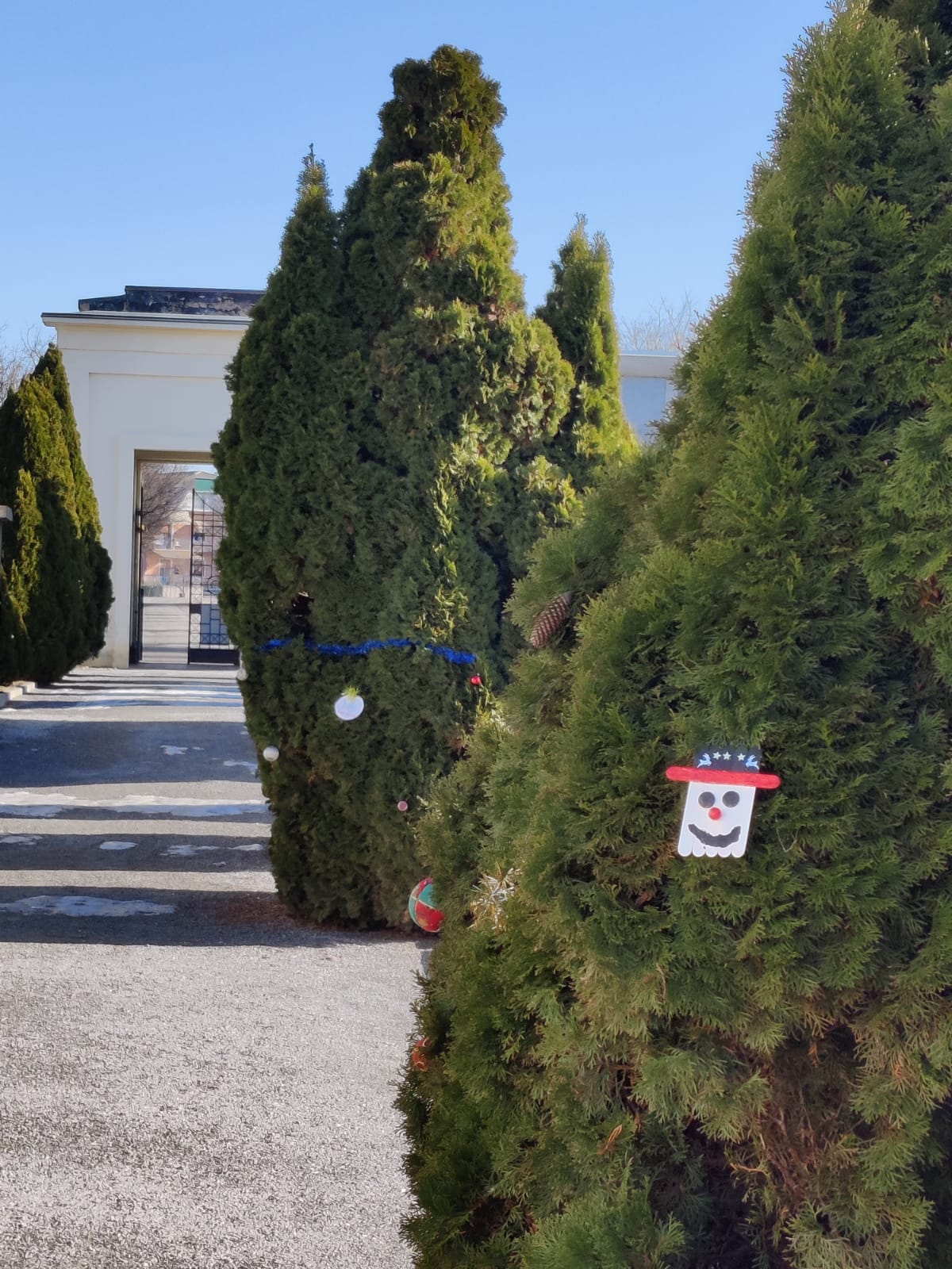 Un messaggio di Buon Natale per tutti sugli abeti del cimitero
