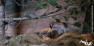 La Guida - Aperti il Centro visita dell’Alevè di Casteldelfino e il Museo del fiume Po di Revello