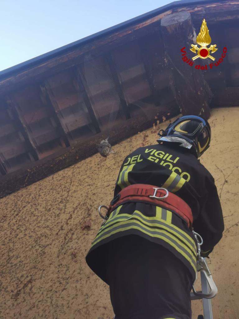 Busca, soccorso a una civetta intrappolata