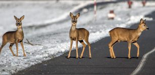 La Guida - L’app che segnala il rischio di collisioni stradali con animali selvatici