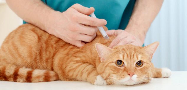 La Guida - A mancare adesso sono anche i vaccini per i gatti