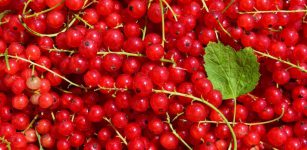 Muffa su piccoli frutti: “Era per sperimentazione e non per vendita” La Guida - Muffa su piccoli frutti: “Era per sperimentazione e non per vendita”