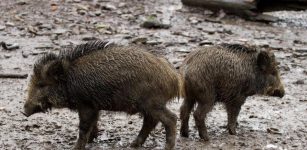 La Guida - Peste suina africana, incontro italo-francese per misure comuni