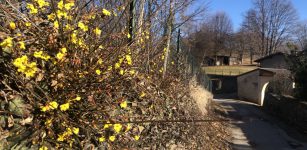 La Guida - Fiori a gennaio sulla collina di San Pietro a Boves