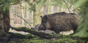 La Guida - Peste suina, mobilitazione in Piemonte per la ricerca delle carcasse