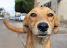 La Guida - Spruzza spray urticante negli occhi al cane del vicino, condannato