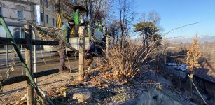 Nuovi alberi in corso Kennedy e nella ripa dopo il tarlo asiatico La Guida - Nuovi alberi in corso Kennedy e nella ripa dopo il tarlo asiatico