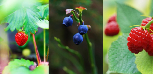 La Guida - “Coltivare i piccoli frutti”, due serate con il Comizio Agrario