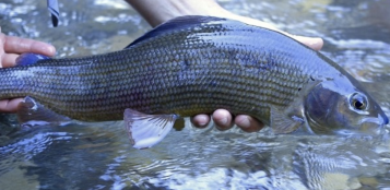 La Guida - La pesca del temolo rimane vietata per almeno altri tre anni