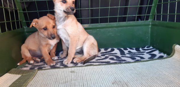 La Guida - Trovati due cuccioli a Beinette