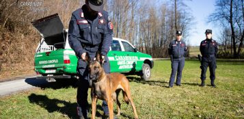 La Guida - Due cani avvelenati con esche in una zona per raccolta tartufi