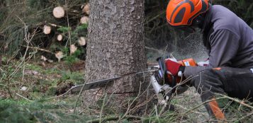 La Guida - Corsi forestali gratuiti per giovani residenti in Piemonte