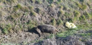 La Guida - Rinvenuta una carcassa di cinghiale lungo la strada a Sant’Albano Stura