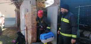 La Guida - I Vigili del fuoco salvano due gattini