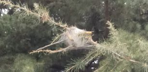 La Guida - La processionaria a San Rocco Castagnaretta