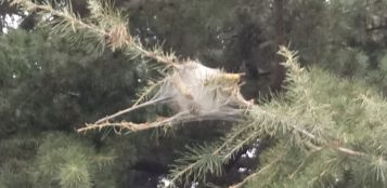 La Guida - La processionaria a San Rocco Castagnaretta