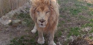 La Guida - Fiamme al Parco Safari di Murazzano (video)